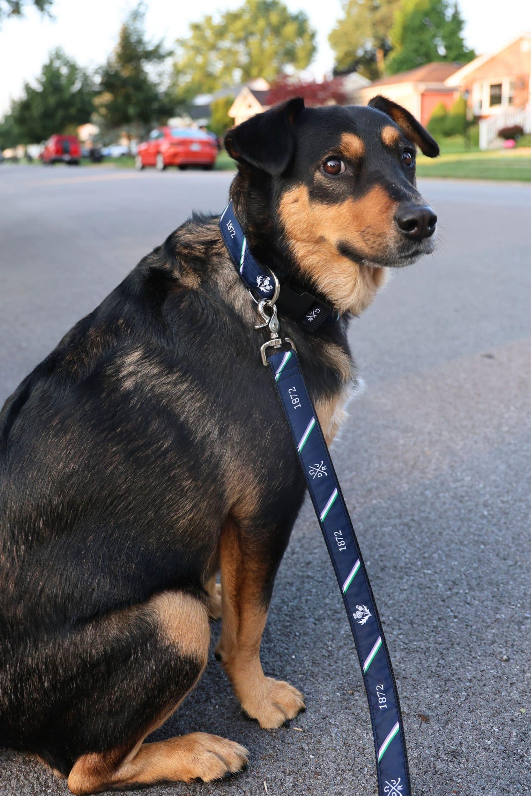 Black and brown dog with a collar and leash sits on a suburban street. The background shows houses, trees, and parked cars, creating a calm atmosphere.