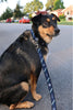 A brown and black dog sits on a suburban street, wearing a navy leash and collar